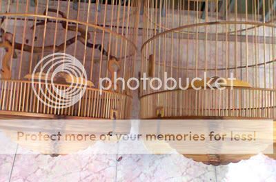 Lồng tre già dành cho chào mào- than- đất- yến- lửa- mi........ - 17