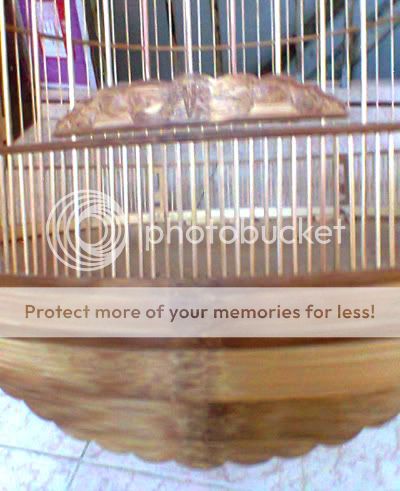 Lồng tre già dành cho chào mào- than- đất- yến- lửa- mi........ - 32