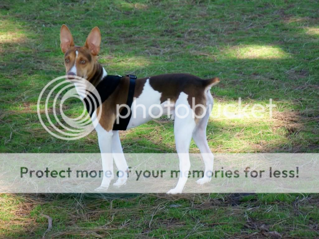 tricolor basenji puppies for sale tri color basenji puppies for sale breeds picture tricolor basenji puppies for sale tri color basenji puppies for sale breeds picture